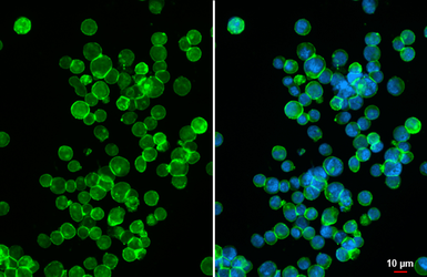 Anti-CD40 antibody [GT356] used in Immunocytochemistry/ Immunofluorescence (ICC/IF). GTX646201